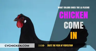 La Fleche Chicken: Exploring Their Color Varieties