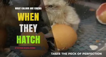What Color Are Chicks When They Hatch? Surprising Facts Revealed