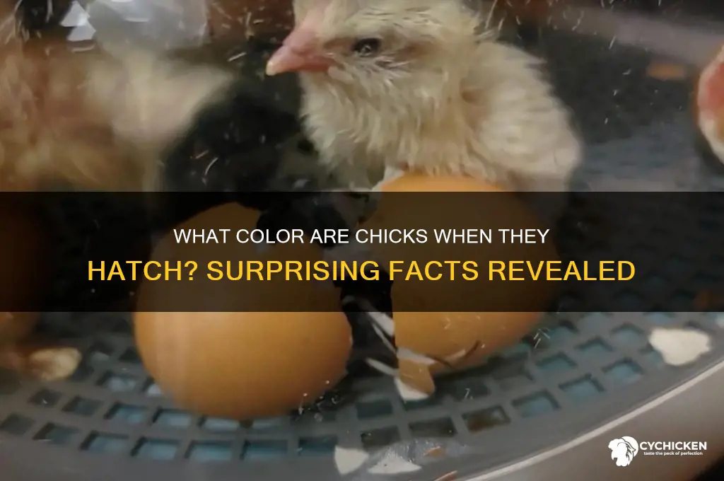 what colour are chicks when they hatch