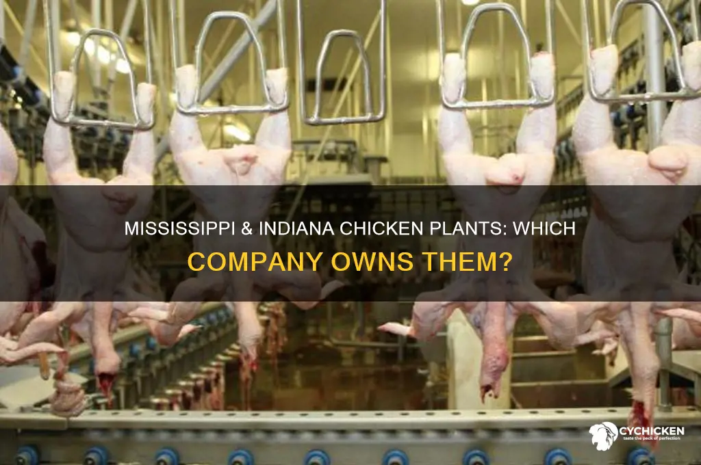 what company owns chicken plants in ms & in