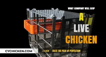 Shipping Live Chickens: Which Company Delivers Clucking Fresh Poultry?