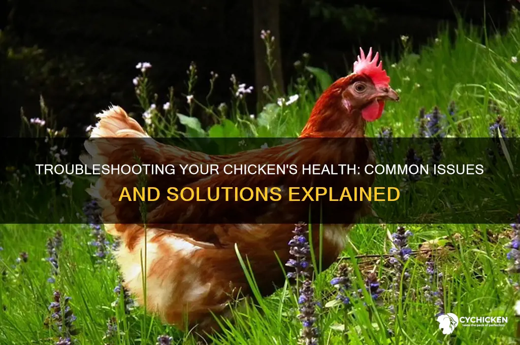 what could be wrong with my chicken