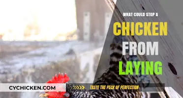 Why Your Chicken Stopped Laying Eggs: Common Causes and Solutions