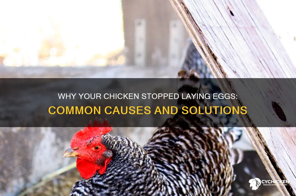 what could stop a chicken from laying