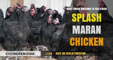 Blue Splash Marans: Crossbreeding Secrets for Vibrant Chickens