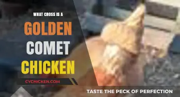 Golden Comet Chicken: Unveiling the Hybrid Crossbreed Mystery