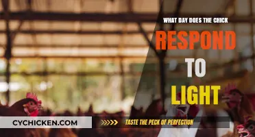 When Do Chicks Respond to Light: Uncovering the Critical Day