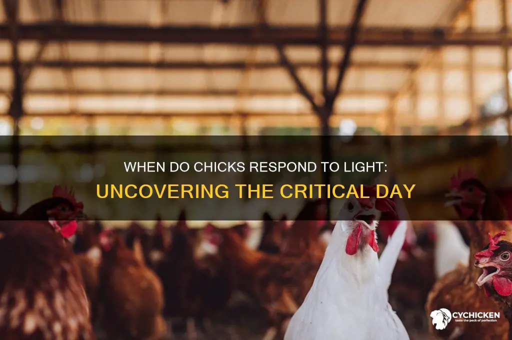 what day does the chick respond to light