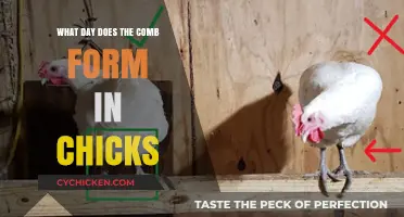 When Does the Comb Develop in Chicks: A Growth Timeline