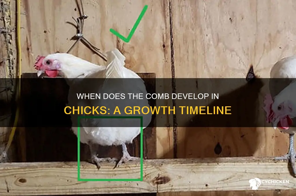 what day does the comb form in chicks