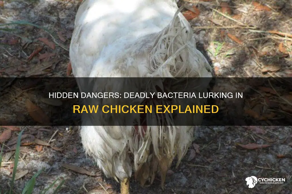 what deadly bacteria are found in raw chicken