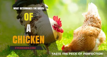 Understanding Chicken Breeds: Key Factors That Define Their Characteristics