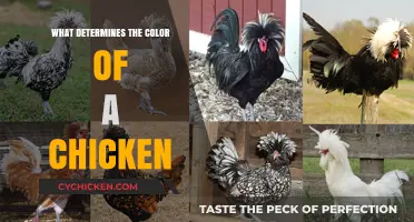 Unveiling the Genetics and Factors Behind Chicken Feather Colors