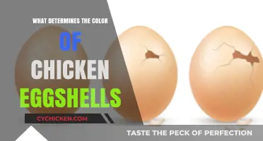 Unveiling the Surprising Factors Behind Chicken Eggshell Colors
