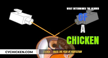 Understanding Chicken Gender: Factors Influencing a Chick's Biological Sex