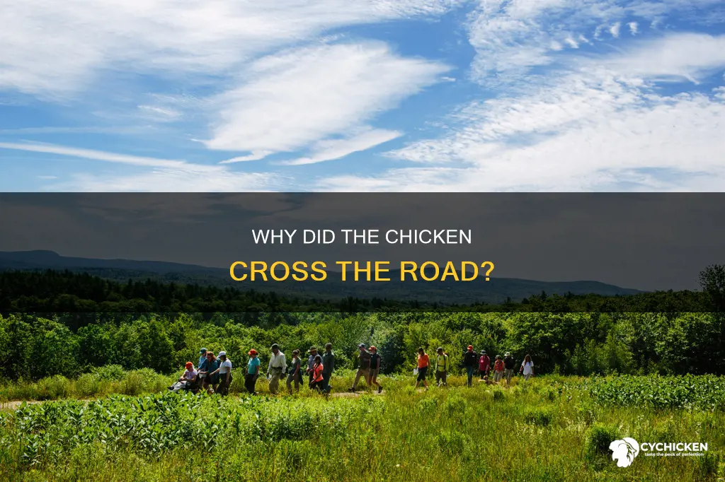 what did chicken say to turkey cross the road