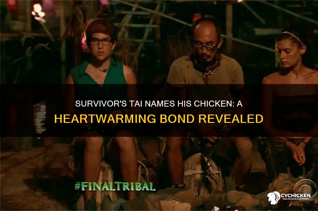 what did tai name the chicken in survivor