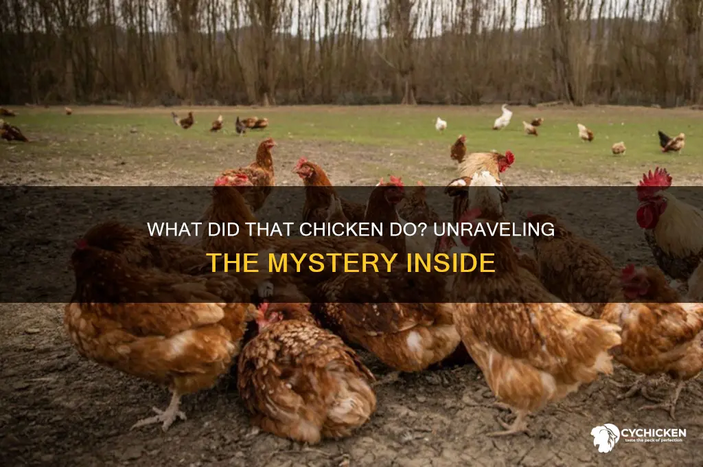 what did that chicken in there do