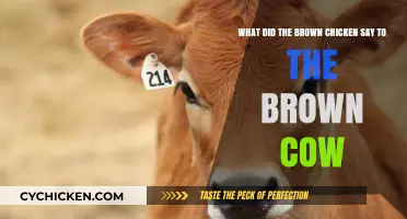 Brown Chicken and Brown Cow's Conversation