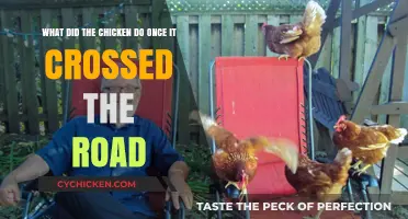 Why the Chicken Crossed the Road