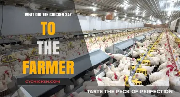 What Did the Chicken Say? Unraveling the Farmyard Mystery