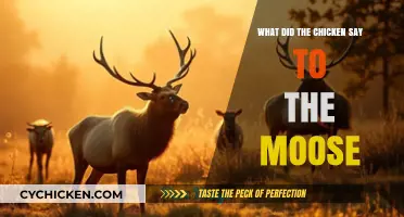 What Did the Chicken Say to the Moose? Unraveling the Hilarious Conversation