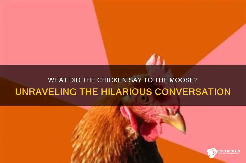 what did the chicken say to the moose