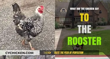 Cluck and Crow: Decoding the Chicken's Witty Remark to the Rooster