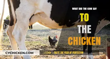What Did the Cow Say to the Chicken? Unraveling the Barnyard Banter