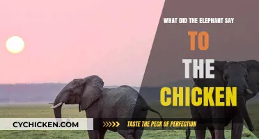Elephant's Witty Remark to the Chicken: A Hilarious Conversation Unveiled