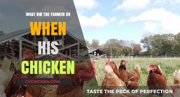 What Did the Farmer Do When His Chicken Disappeared?