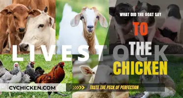 What Did the Goat Say to the Chicken? Unraveling the Barnyard Banter