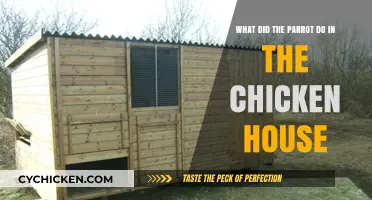 Parrot's Mischief in the Chicken House