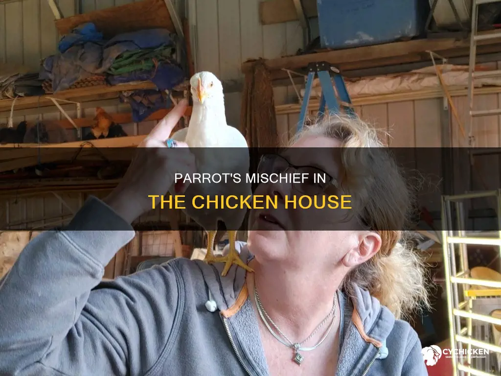 what did the parrot do in the chicken house