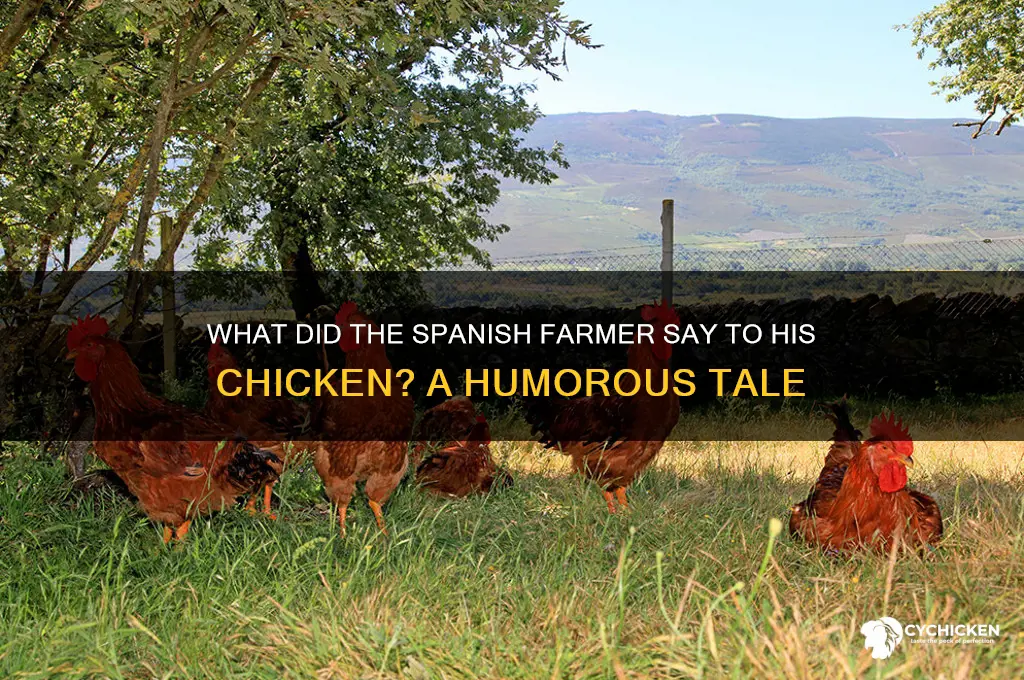 what did the spanish farmersay to his chicke