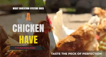 Understanding the Unique Digestive System of Chickens: A Comprehensive Guide