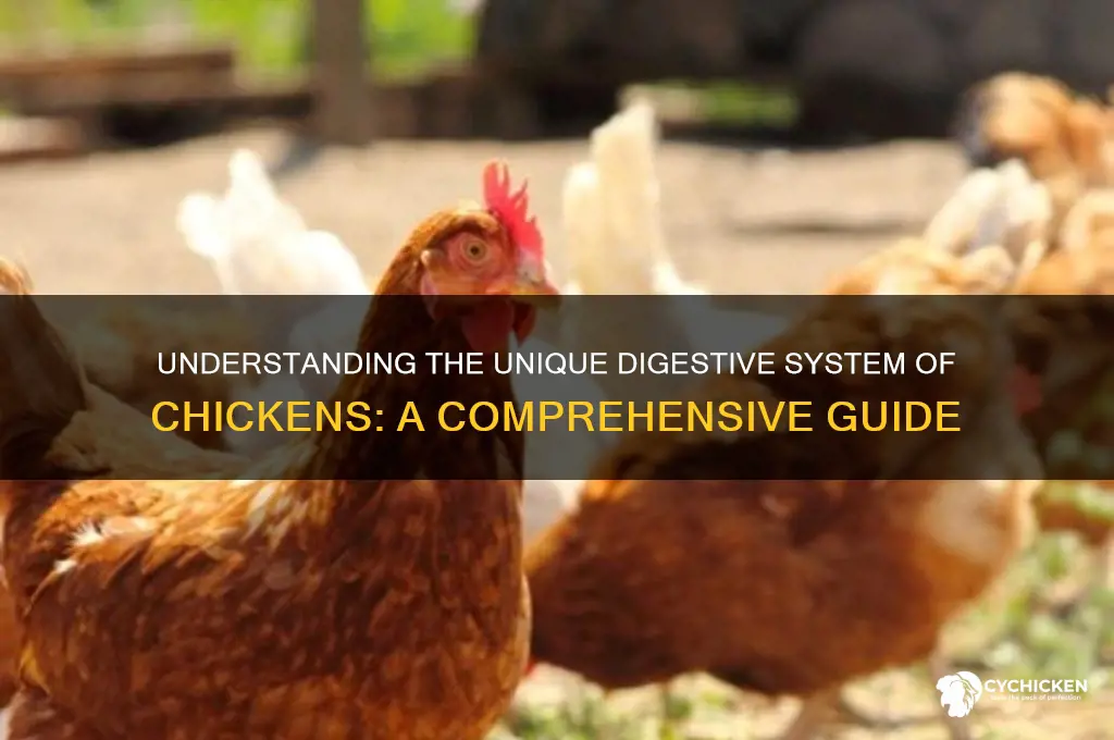 what digestion system does a chicken have