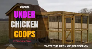 Uncovering the Mystery: What Critters Dig Under Chicken Coops?