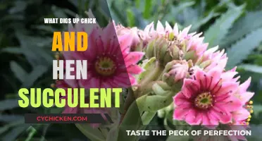 Unveiling the Mystery: What Digs Up Chick and Hen Succulent?