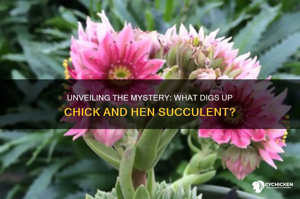 what digs up chick and hen succulent