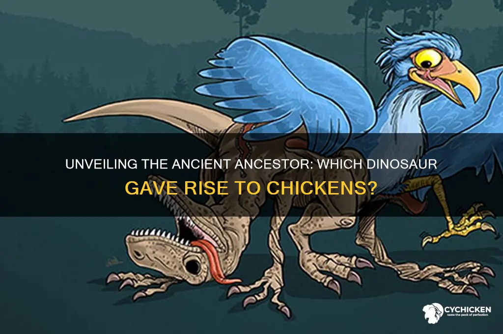 what dinosaur did a chicken come from