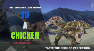 Cluck and Roar: The Surprising Dinosaur Relative of Modern Chickens