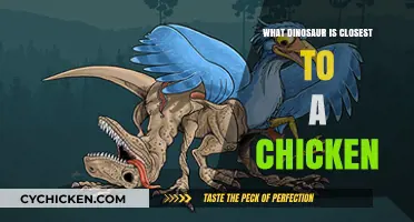 Closest Dinosaur Relative: Unveiling the Chicken's Ancient Ancestral Link