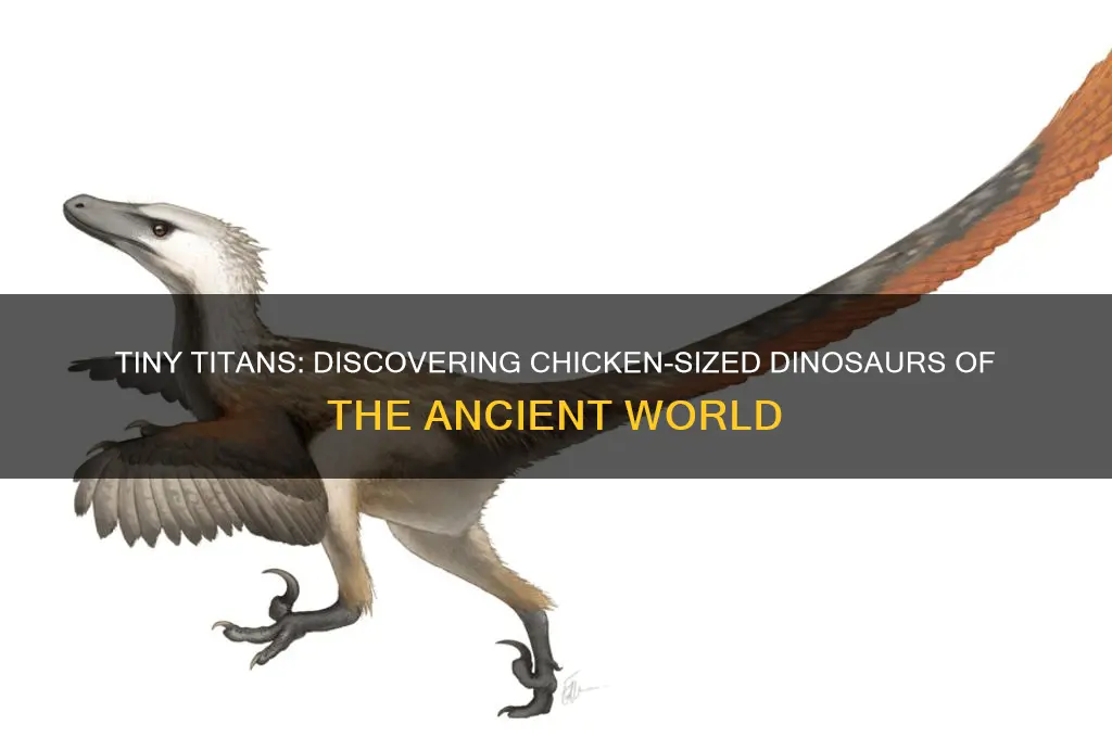 what dinosaur is the size of a chicken