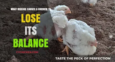 Causes of Balance Loss in Chickens: What You Need to Know