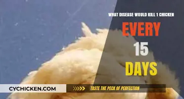Mysterious Illness Killing Chickens Every Fortnight