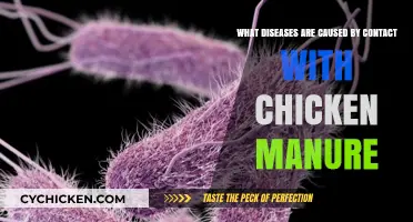 Chicken Manure Hazards: Diseases to Avoid