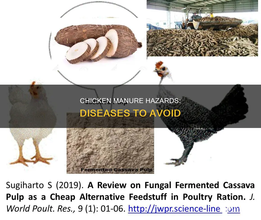 what diseases are caused by contact with chicken manure