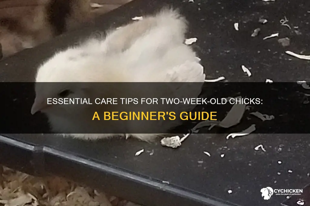 what do 2 week old chicks need