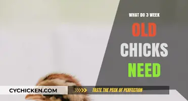 Essential Care Tips for Three-Week-Old Chicks: Food, Shelter, and Health